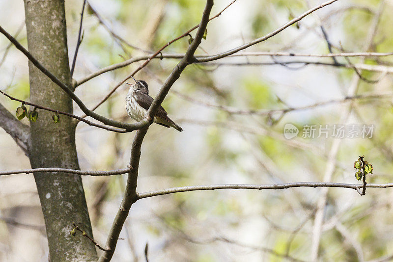 歌唱的路易斯安那水鸫(Seiurus motacilla)